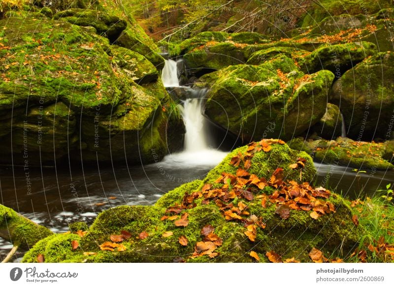 Waterfall in the forest Environment Nature Landscape Plant Animal Earth Spring Summer Moss Leaf Foliage plant Brook River Stone Sand Wood Friendliness Fresh