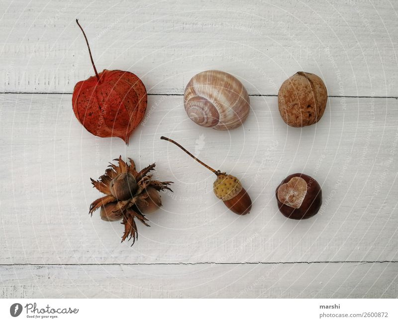 autumn love Nature Plant Flower Leaf Agricultural crop Wild plant Garden Moody Acorn Nut Chestnut Snail Hazelnut Walnut Autumnal Autumn leaves Still Life