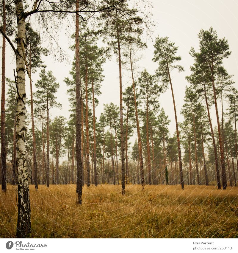 well, trees halt Nature Landscape Animal Earth Sky Autumn Plant Tree Grass Forest Wood Brown Yellow Gray Green Birch tree Pine Tree trunk Treetop Square