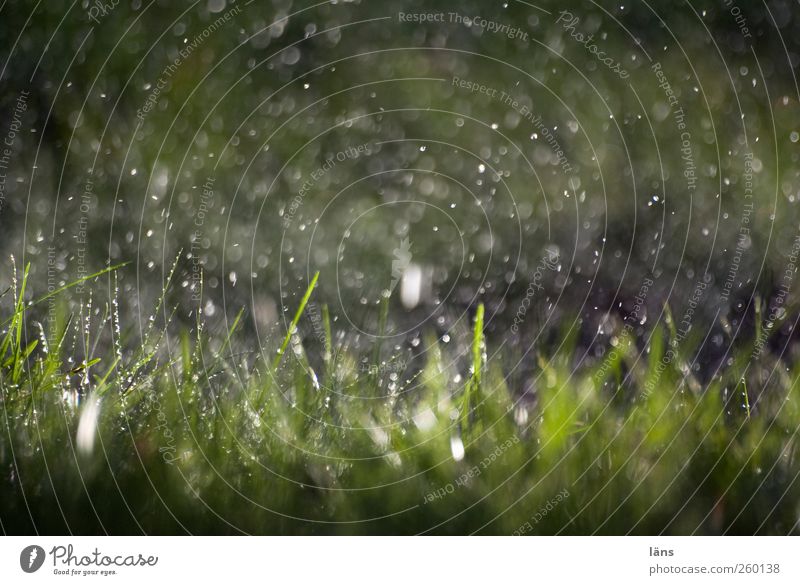 rain Environment Nature Plant Water Drops of water Rain Meadow Wet Green Precipitation Exterior shot Deserted Day Light Shadow Contrast Sunlight