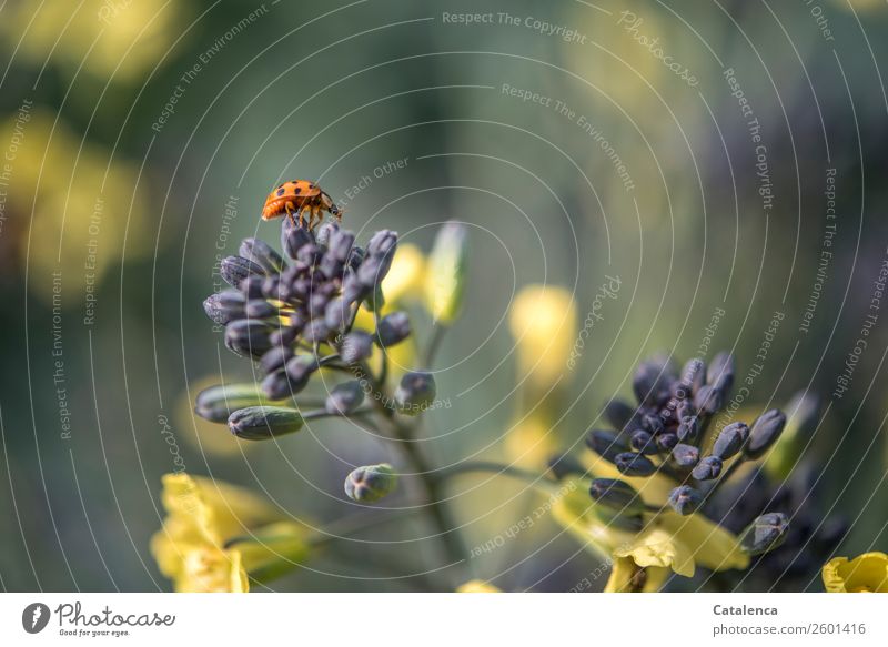 Topping: ladybug on a flowering broccoli plant Nature Plant Animal Autumn Leaf Blossom Agricultural crop Broccoli broccoli flower Garden Vegetable garden Beetle