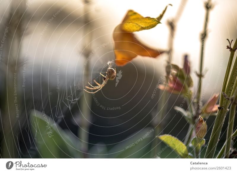 Repair work, spider in spider web Nature Plant Animal Sky Autumn Beautiful weather Leaf Blossom Sage Garden Spider 1 Spider's web Brown Gold Green Orange Moody