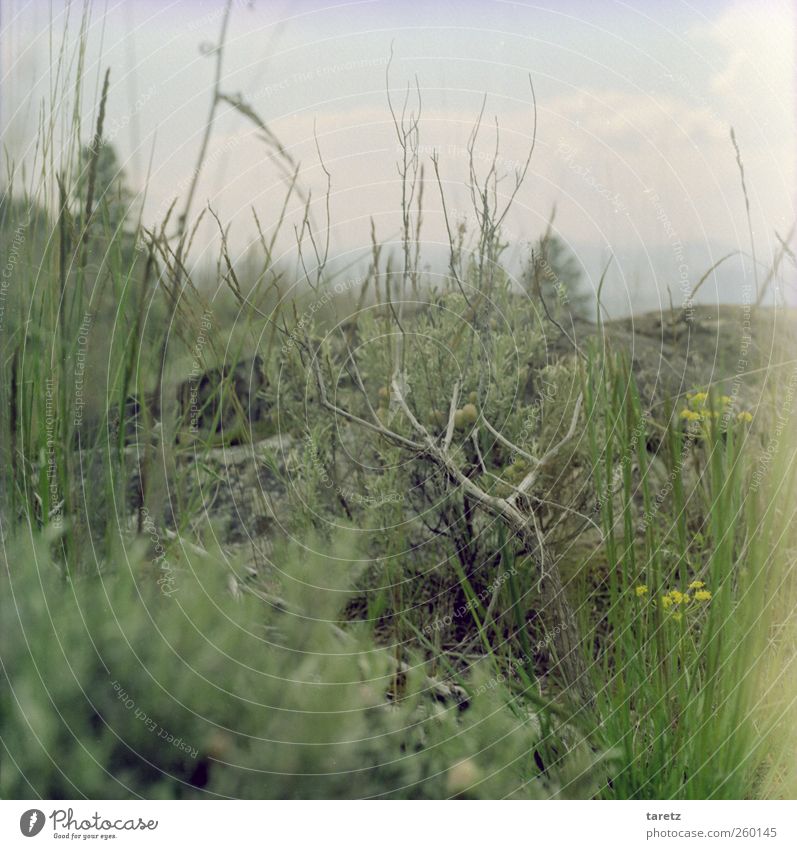 tender knots Plant Far-off places Natural Bushes Sparse Stone Grass Hill Canada Nordic Wood Headstrong Delicate Yellow Colour photo Exterior shot Close-up