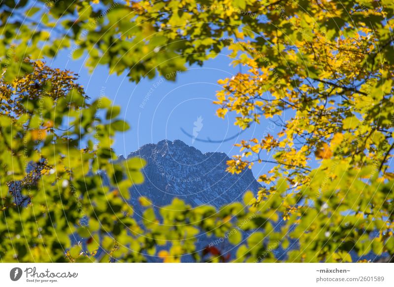 outlook Nature Landscape Plant Sky Sunlight Autumn Tree Leaf Foliage plant Alps Mountain Peak Blue Multicoloured Yellow Green Exterior shot Leaf canopy