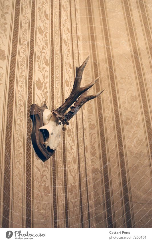 vintage Animal Wild animal Dead animal Roe deer Deer Bambi Skeleton Animal skull Antlers 1 Hang Simple Vintage Pattern Flowery pattern Wallpaper