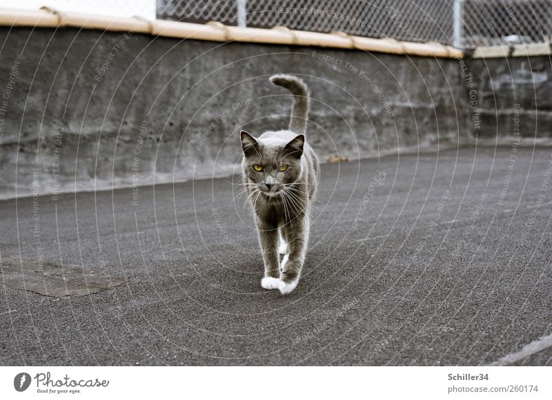 CATWALK New York City House (Residential Structure) Industrial plant Terrace Roof Animal Pet Cat Pelt Paw Domestic cat 1 Going Esthetic Elegant Astute Smart