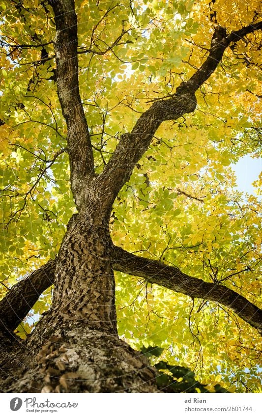 Tree from below in autumn Leaf Nature Branch Abstract Exterior shot Autumn Fresh Neutral Background Green Garden Plant veins