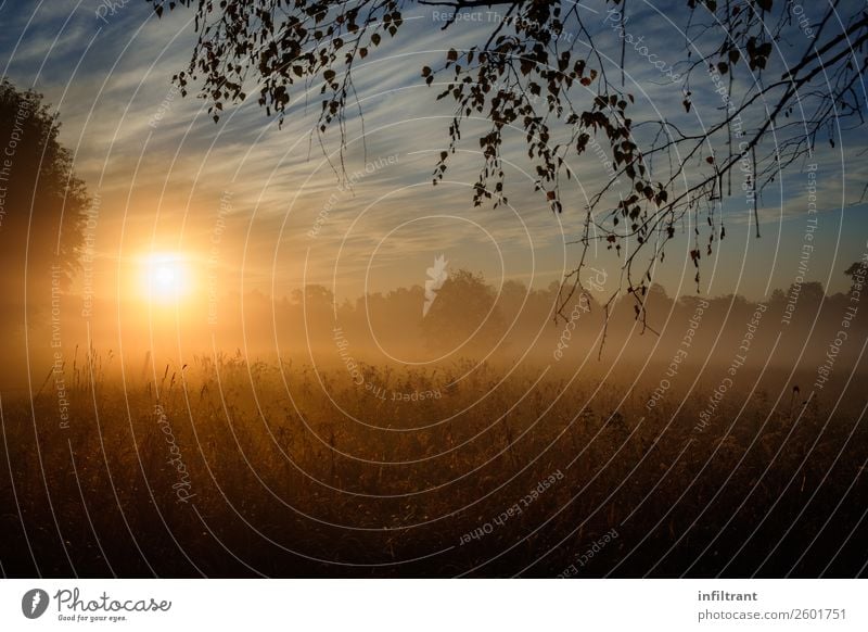 morning fog Environment Nature Landscape Sunrise Sunset Sunlight Autumn Fog Meadow Field Forest Esthetic Natural Brown Yellow Orange Moody Contentment Beautiful