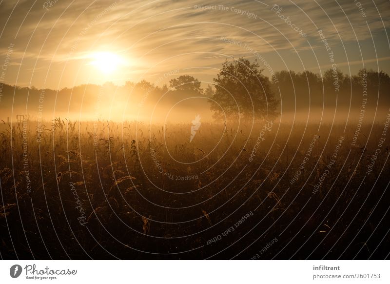 morning fog Environment Nature Landscape Sun Autumn Fog Meadow Field Forest Esthetic Natural Brown Yellow Orange Romance Calm Life Humble Dream Loneliness Idyll