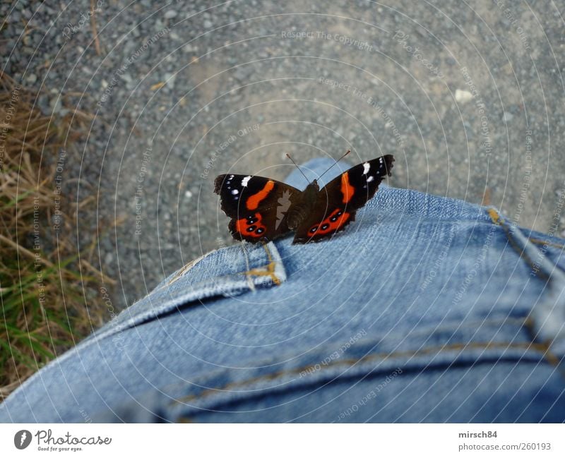 butterfly Butterfly 1 Animal Flying Blue Red Ease Multicoloured Close-up Animal portrait