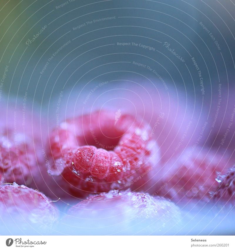 fruit ice Food Fruit Raspberry Nutrition Vegetarian diet Summer Winter Ice Frost Plant Cold Delicious Near Fruity Colour photo Close-up Macro (Extreme close-up)