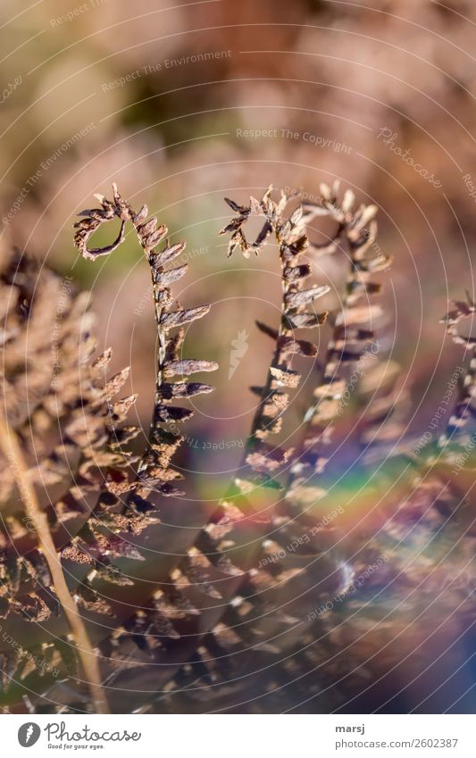 Even in autumn they curl again. Nature Autumn Plant Fern Wild plant Faded Surprise Dream Sadness Concern Grief Senior citizen Death Transience Shriveled whorls