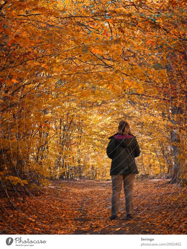 autumn walk Environment Nature Landscape Plant Animal Autumn Tree Leaf Forest Looking Autumnal Beautiful Beautiful weather Autumn leaves Autumnal colours