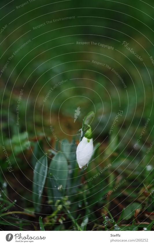 the first early bloomer Snowdrop Spring flowering plant Domestic herald of spring Nordic spring awakening blossom Plantlet heralds of spring delicate blossom