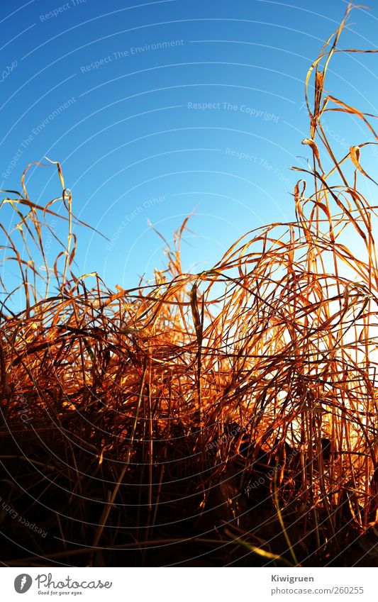 undergrowth Nature Animal Sunrise Sunset Winter Beautiful weather Bushes Wild plant Lakeside Natural Gloomy Colour photo Exterior shot Macro (Extreme close-up)