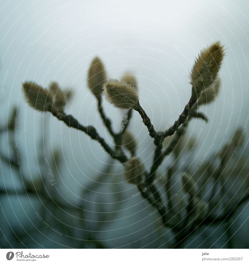 magnolia Environment Nature Plant Spring Bushes Magnolia plants Esthetic Dark Natural Colour photo Exterior shot Deserted Morning Shallow depth of field