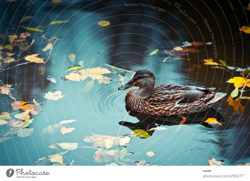 Asian Duck Environment Nature Elements Water Autumn Weather Beautiful weather Pond Lake Animal Wild animal Bird Duck birds 1 Swimming & Bathing