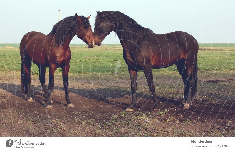 horse whispering Fragrance Freedom Dance Equestrian sports Masculine Dance event Shows Sunlight Horse 2 Animal Pair of animals Observe Touch Aggression Esthetic