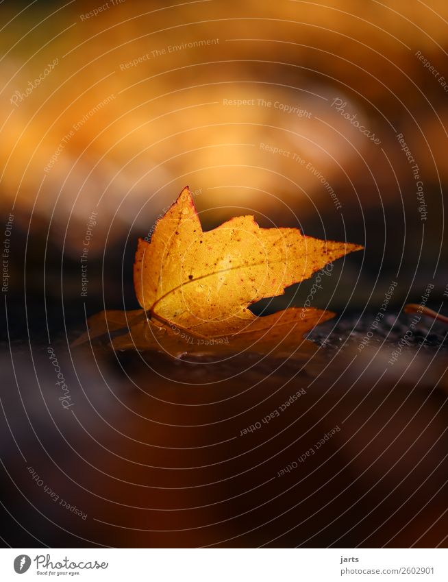 autumn light I Plant Sunlight Autumn Beautiful weather Leaf Simple Natural Orange Serene Patient Calm Hope Nature Park Colour photo Exterior shot Close-up