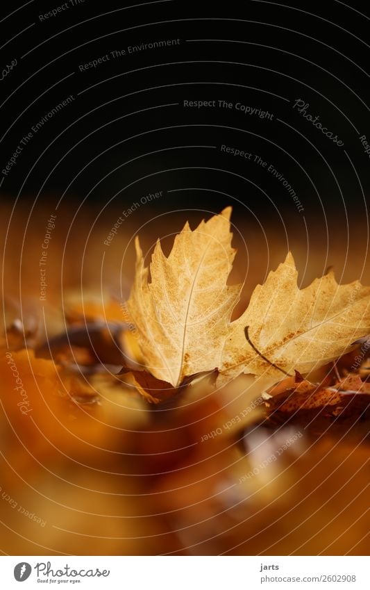 autumn V Plant Autumn Beautiful weather Leaf Park Lie Simple Bright Natural Yellow Gold Serene Patient Calm Hope Nature Colour photo Exterior shot Close-up