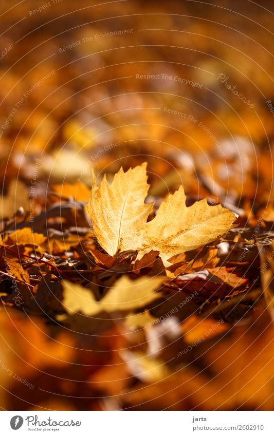 autumn VII Nature Autumn Beautiful weather Plant Leaf Park Lie Bright Natural Serene Patient Calm Colour photo Multicoloured Exterior shot Close-up Deserted