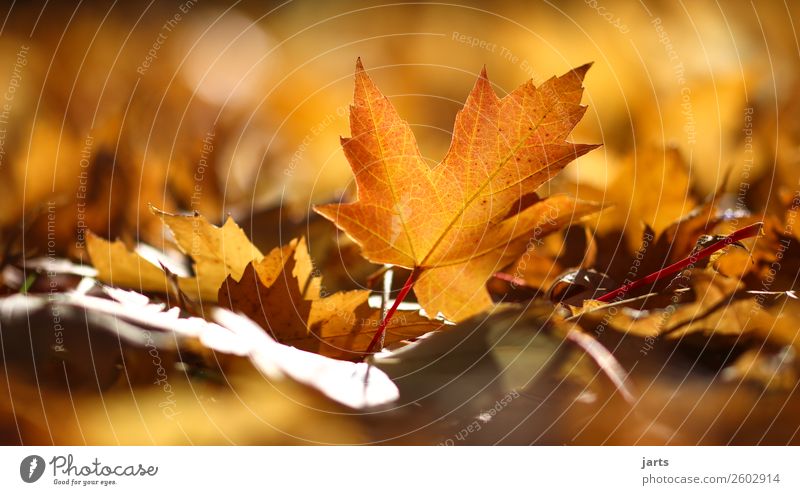 autumn light X Plant Autumn Beautiful weather Leaf Park Lie Simple Natural Yellow Gold Serene Patient Calm Hope Nature Colour photo Multicoloured Exterior shot