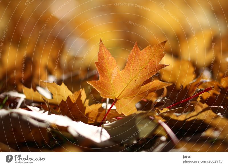 autumn light VIII Nature Plant Autumn Beautiful weather Leaf Park Lie Glittering Bright Serene Patient Calm Hope Colour photo Multicoloured Exterior shot