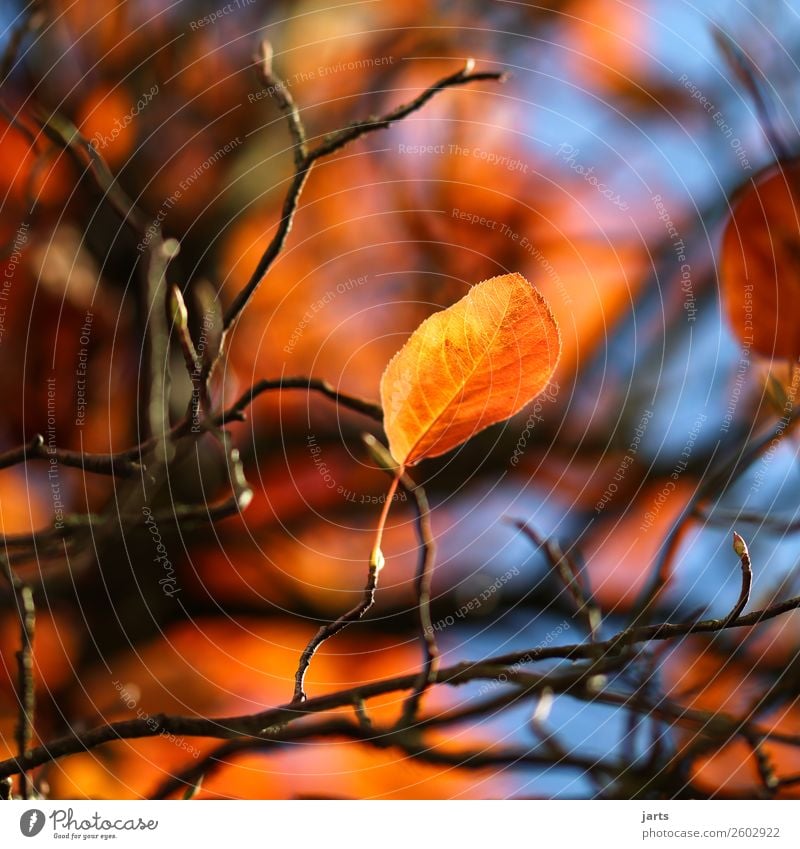 autumn gold IX Nature Plant Sky Autumn Beautiful weather Tree Leaf Natural Yellow Gold Orange Colour photo Exterior shot Close-up Deserted Copy Space left