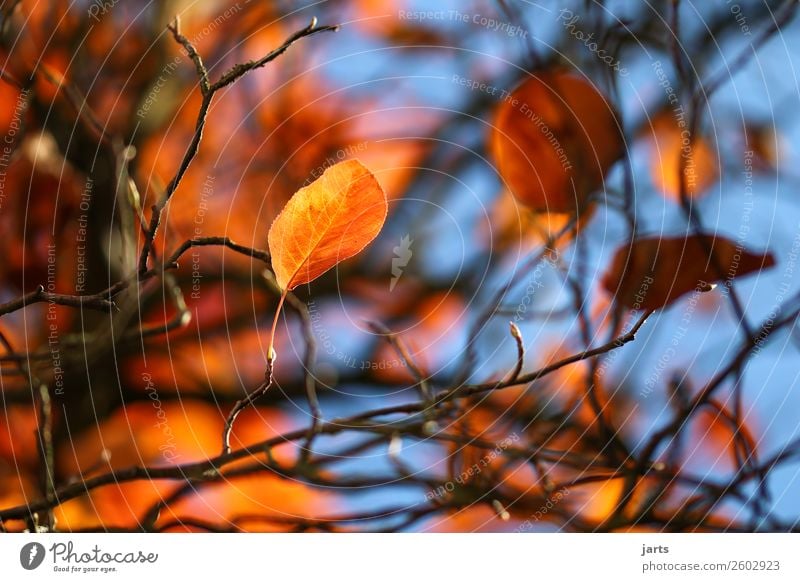 autumn gold XI Autumn Beautiful weather Tree Leaf Forest Natural Serene Calm Nature Colour photo Multicoloured Exterior shot Close-up Deserted Copy Space left