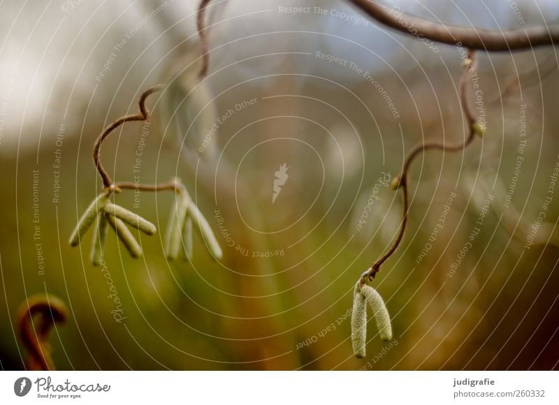 out Environment Nature Plant Tree Garden Park Growth Hazelnut Blossom Distorted Delicate Twig Colour photo Subdued colour Exterior shot Blur