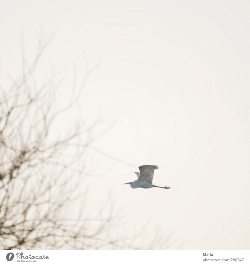 Withdrawn Environment Nature Animal Air Plant Tree Branch Bird Heron Great egret 1 Flying Free Bright Natural Movement Freedom Colour photo Exterior shot