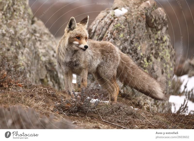 Fox in the field with fog and snow Animal Wild animal 1 Gray Green Red White Colour photo Exterior shot Deserted Day Evening