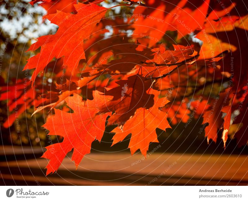 autumn maple leaf Relaxation Calm Nature Sunrise Sunset Sunlight Autumn Beautiful weather Tree Leaf Park Red Peace beautiful natural bright colorful Orange