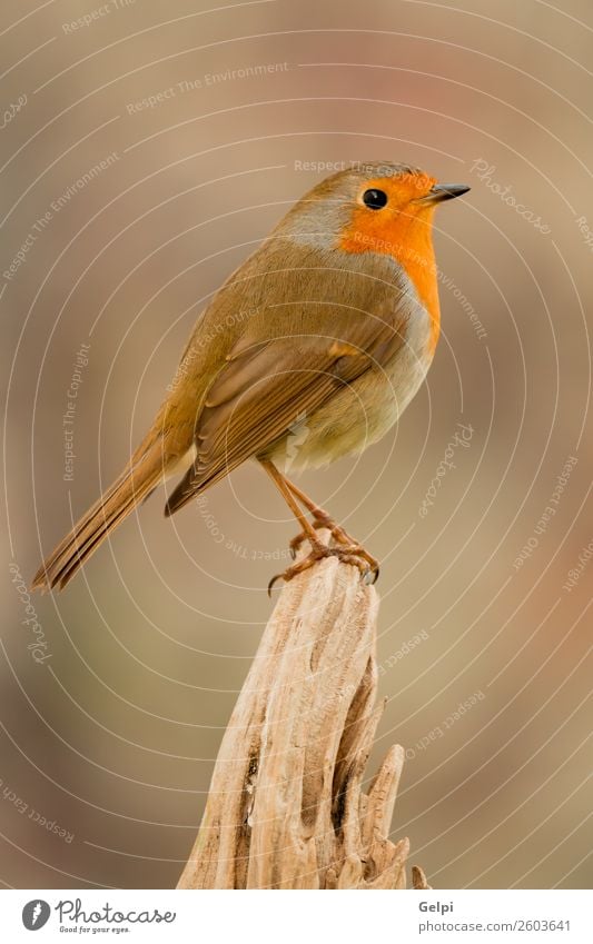 small bird with a orange feathers Beautiful Life Man Adults Environment Nature Animal Bird Small Natural Wild Brown Green White wildlife robin common perched