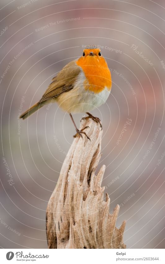 small bird with a orange feathers Beautiful Life Man Adults Environment Nature Animal Bird Small Natural Wild Brown Green White wildlife robin common perched