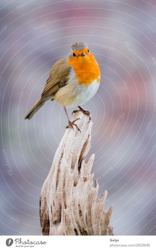 small bird with a orange feathers Beautiful Life Man Adults Environment Nature Animal Bird Small Natural Wild Brown Green White wildlife robin common perched