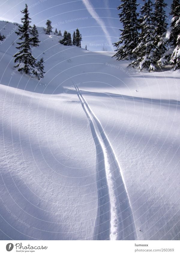 deep powder Sports Winter sports Skiing Nature Sky Sunlight Beautiful weather Snow Tree Fir tree Alps Mountain Vapor trail Line Stripe Tracks Fantastic Cold