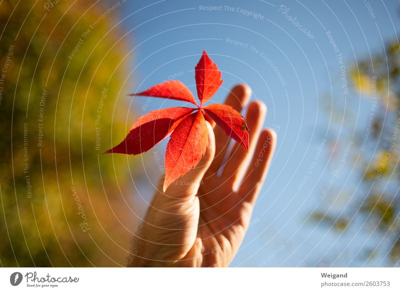 redhead Healthy Senses Calm Meditation Thanksgiving Autumn Breathe Red Leaf Attentive Ivy Find Collection Transience Optimism Joie de vivre (Vitality) Grateful