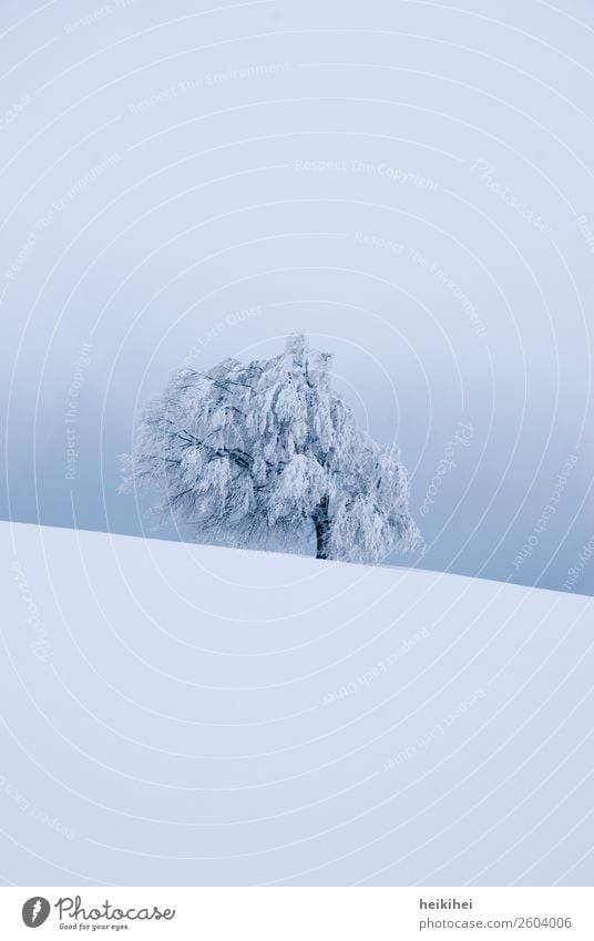 Snow-covered wind beech / Schauinsland near Freiburg Vacation & Travel Tourism Trip Far-off places Freedom Winter Winter vacation Nature Landscape Sky Tree