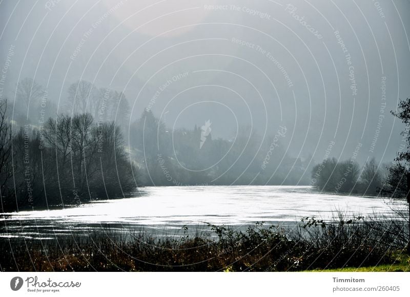 life-sustaining Environment Nature Landscape Water Sky Winter Fog Tree River bank Neckar Baden-Wuerttemberg Observe Looking Esthetic Gray Black White Emotions