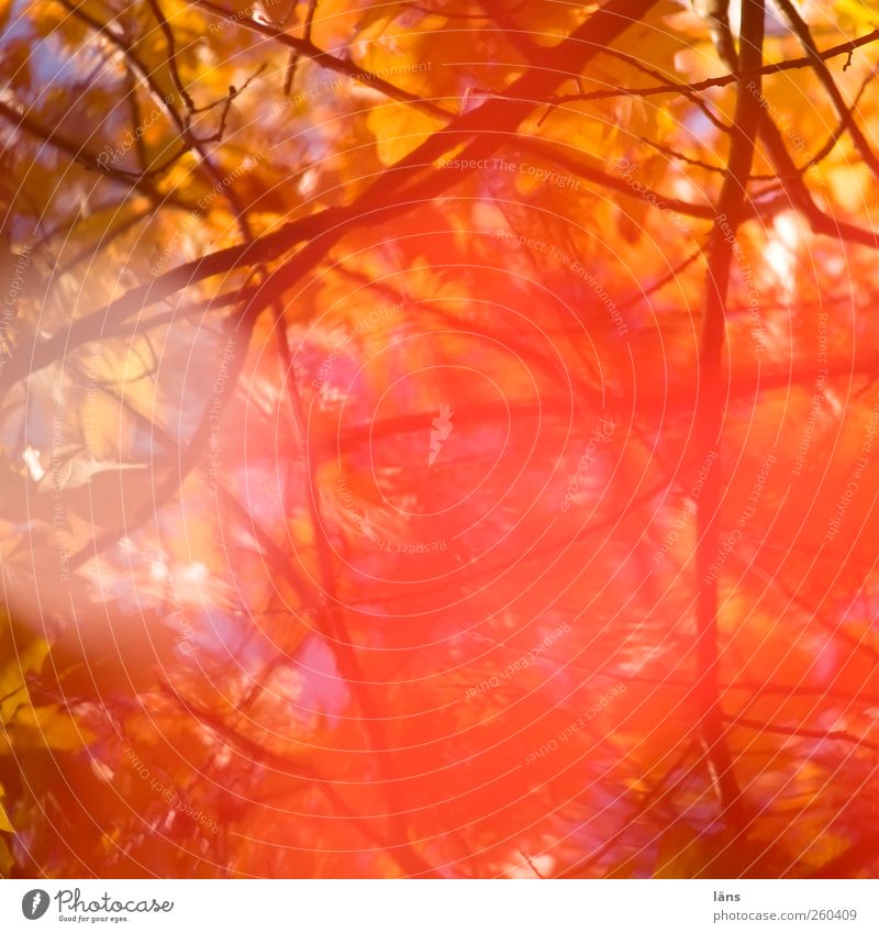 Insertion II Environment Nature Plant Autumn Leaf Pregnant Warmth Transience Change Colour photo Exterior shot Pattern Deserted Day Light Silhouette