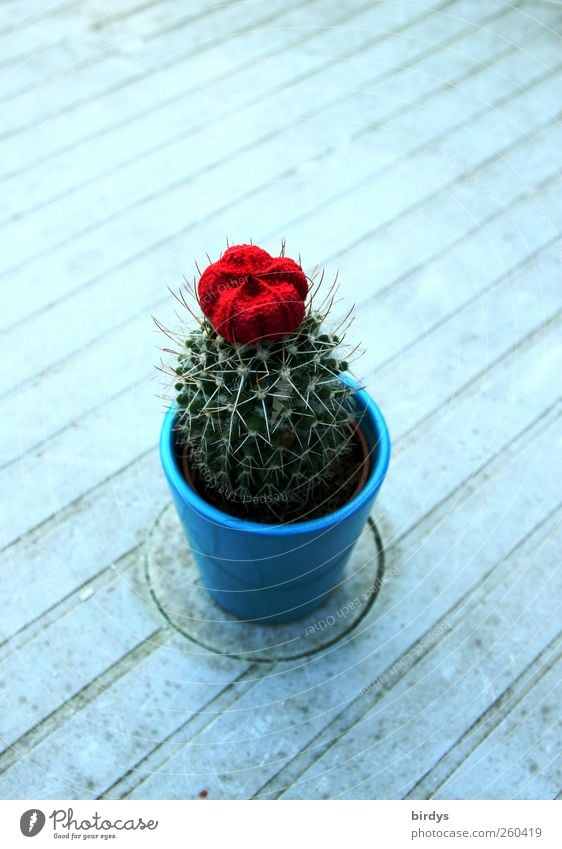 Solo for a cactus Plant Cactus Pot plant Authentic Beautiful Thorny Blue Green Red Loneliness 1 Cactus flower Puristic Line Diagonal Garden table Blossoming