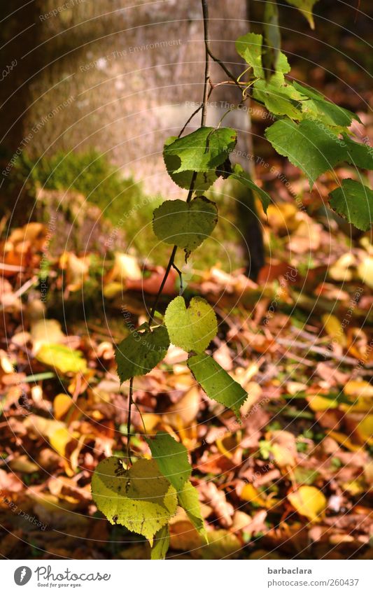 As time goes passing by Nature Sunlight Autumn Beautiful weather Tree Leaf Oak tree Park To fall Hang To dry up Natural Many Brown Yellow Green Moody