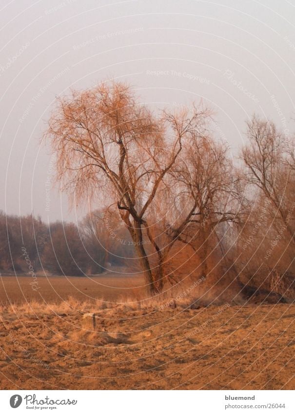 autumn day Plain Field Tree Landscape Americas Nature Colour