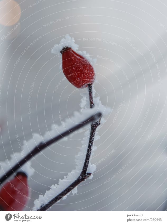 hardy and berry good Nature Animal Winter Bad weather Ice Frost Snow Plant Bushes Dog rose Stripe Freeze Esthetic Thin Small Cute Beautiful Gray Red Unwavering