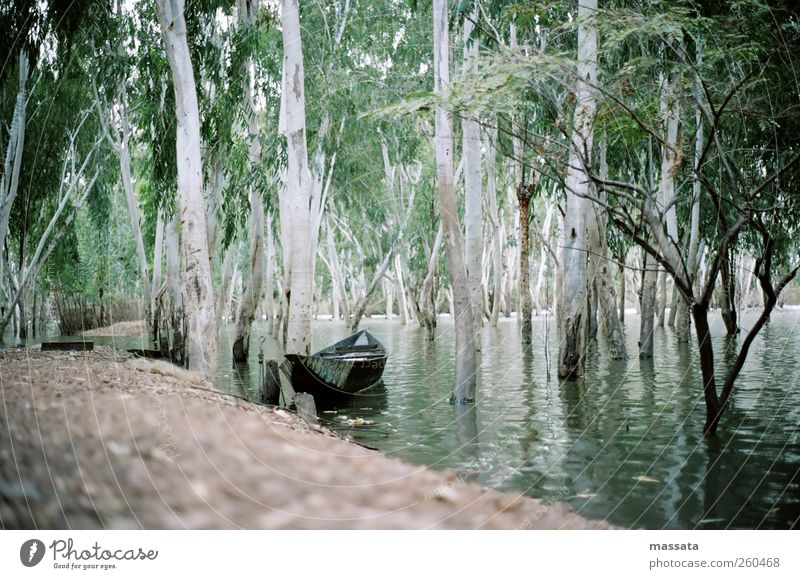 rainy season Environment Nature Landscape Plant Earth Water Climate Weather Warmth Tree Foliage plant Exotic Forest River bank "Niger Delta" Boating trip