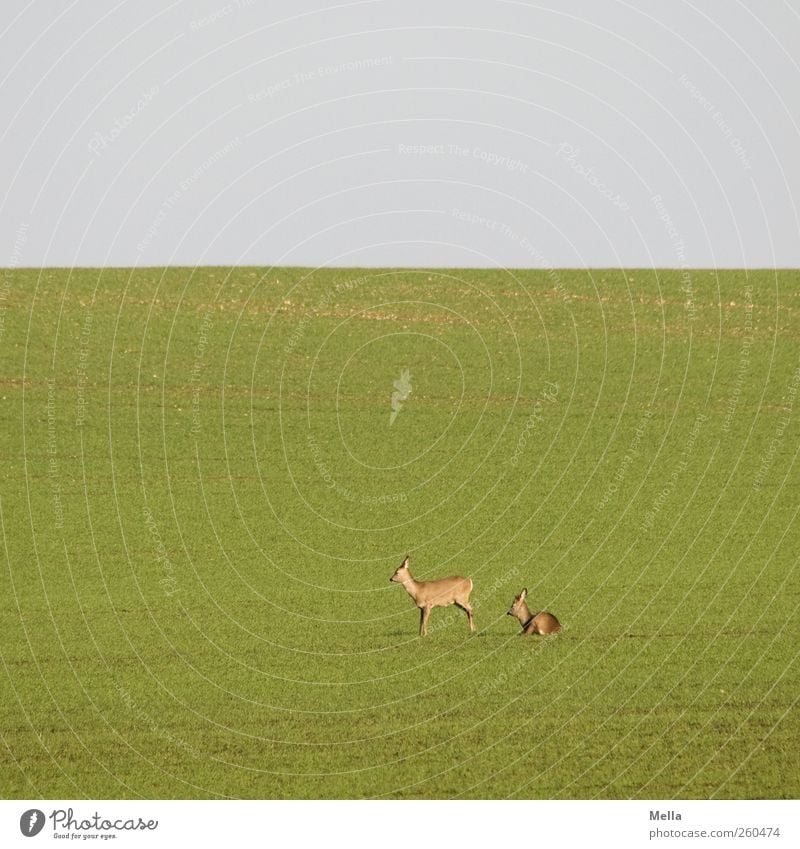 Good morning Environment Nature Landscape Animal Grass Meadow Field Wild animal Roe deer 2 Pair of animals Lie Stand Free Small Natural Green Freedom Idyll