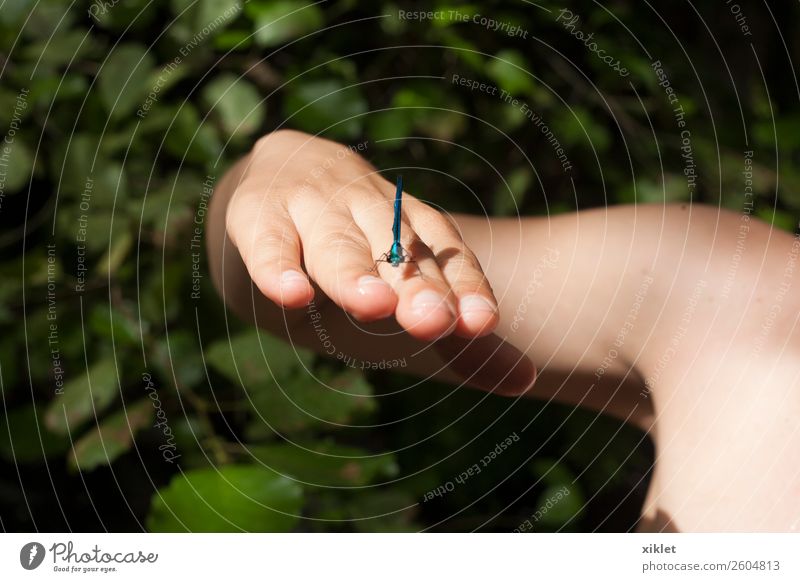 insect Insect Blue Hand Landscape Human being Nature Friendship Happiness Animal Relationship Intimacy Water Heat Summer Tree Portrait photograph Skin