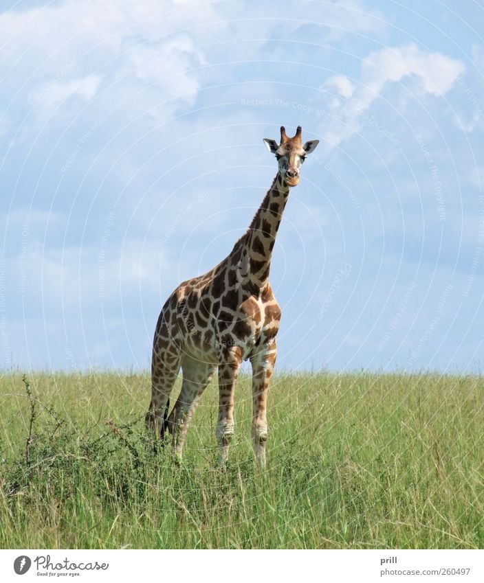 Giraffe in sunny ambiance Elegant Life Vacation & Travel Far-off places Freedom Safari Nature Plant Animal Earth Sky Horizon Sunlight Summer Beautiful weather