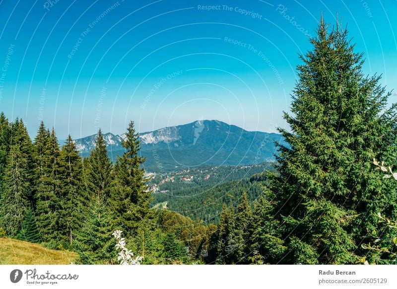 Carpathian Mountains Landscape In Romania carpathian Beautiful Nature scenery Forest Panorama (Format) Sky Carpathians Green Vantage point Vacation & Travel